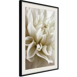 Arkiio Affisch Beautiful Dahlia [Poster] 20x30 Poster